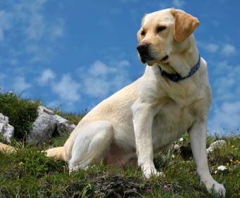 labrador-retriever.jpg